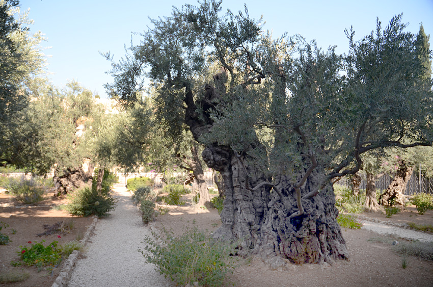 Getsemansk zahrada